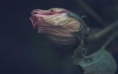 Finding Healing After the Suicide of a Loved One