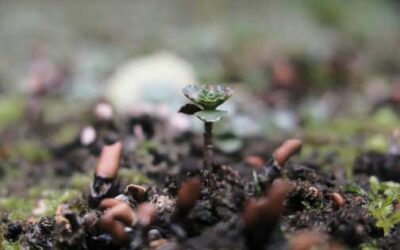 20 Mantras for the New Year | Growth, Healing, and Positive Change