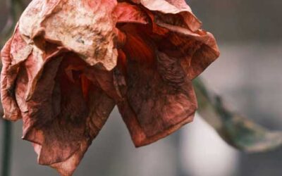 Creating New Holiday Traditions After Loss