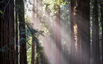 After Divorce: Three Trauma-Informed Strategies That Actually Help