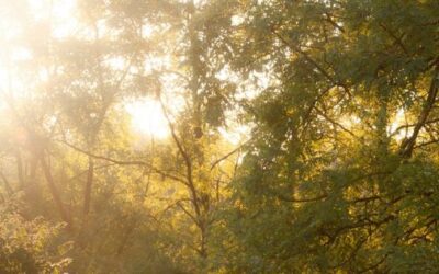 Gentle Goal Setting for Anxious Minds: A Trauma-Informed Way to Begin Spring